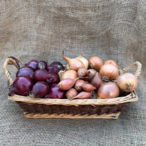 rote Zwiebel