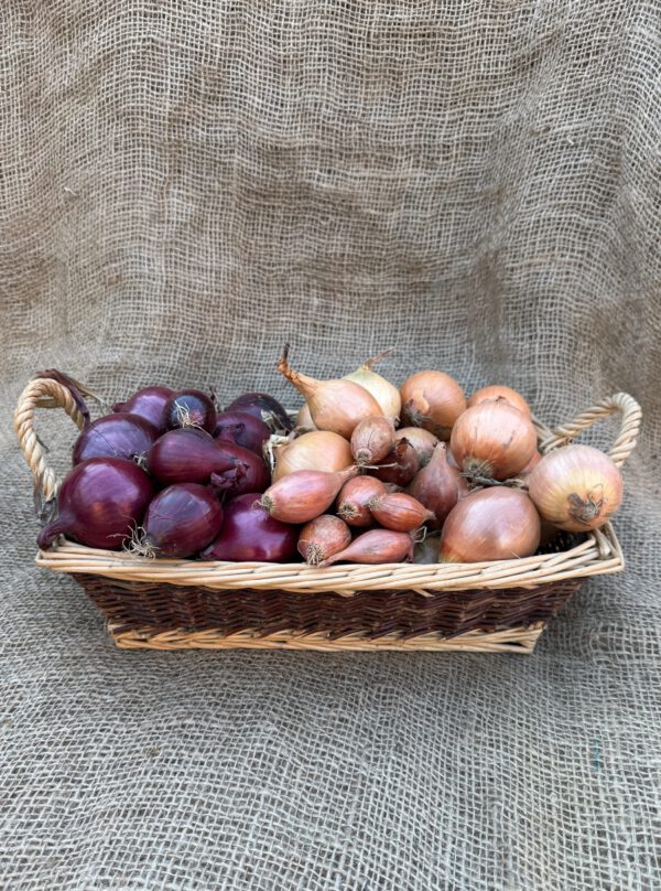 rote Zwiebel