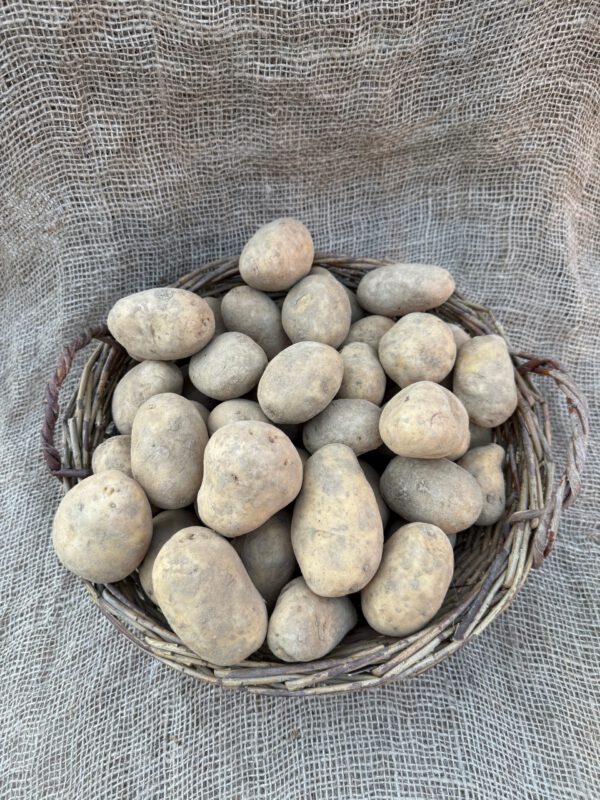 Kartoffeln vorwiegend Festkochend