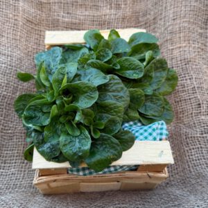Ackersalat