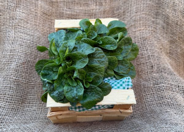 Ackersalat