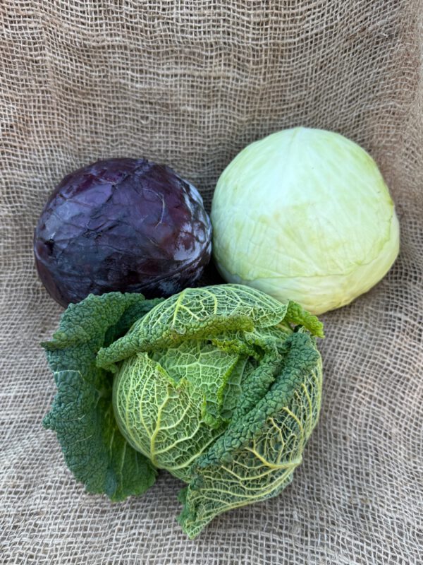 Weißkraut